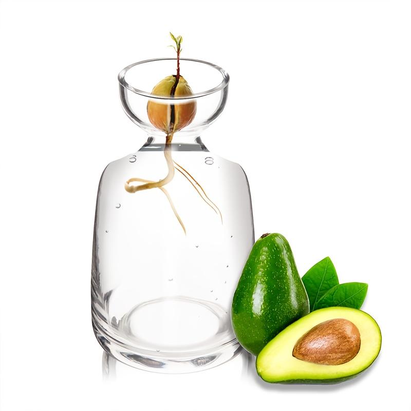 Two-piece Avocado Seed Starter Vase