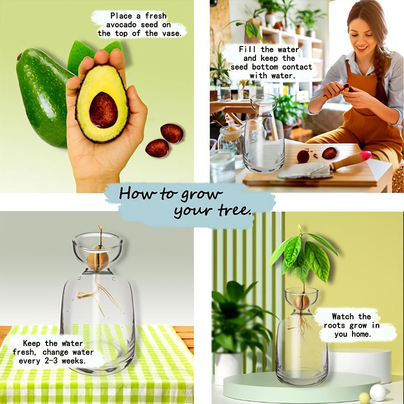 Two-piece Avocado Seed Starter Vase