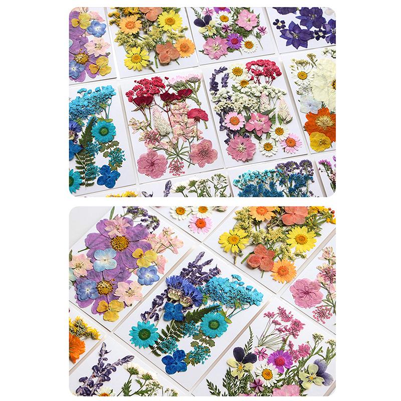 Dried Flowers Real Natural Plant Pressed Flower For Epoxy