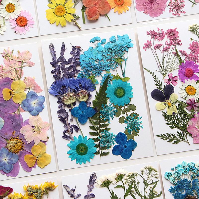 Dried Flowers Real Natural Plant Pressed Flower For Epoxy